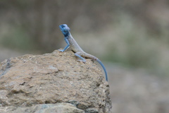 Pseudotrapelus jensvindumi