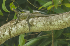 Sailfin Lizard photo 2