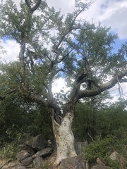 Commiphora tenuipetiolata