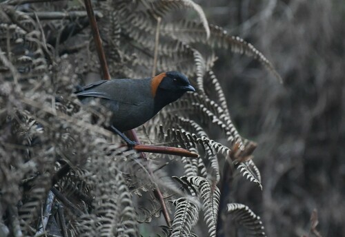 Rufous-necked Laughingthrush (Pterorhinus ruficollis), photo 6