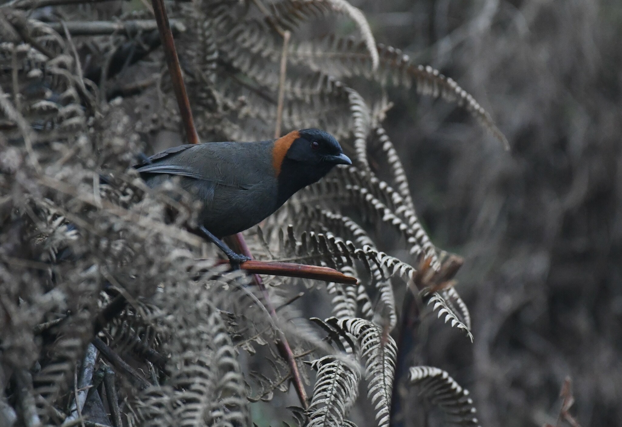 Rufous-necked Laughingthrush