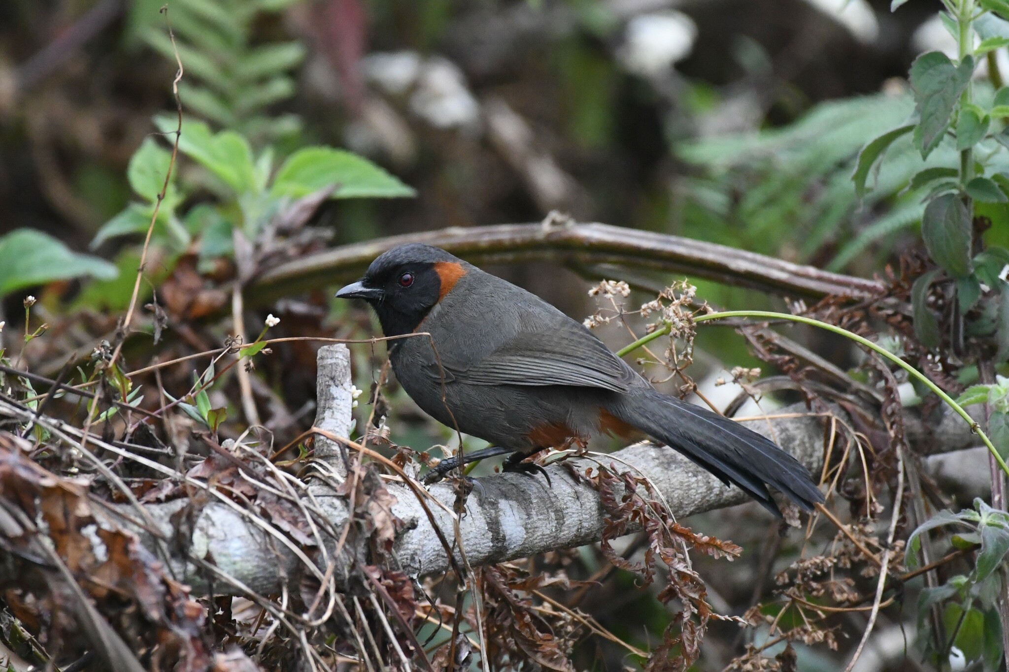Rufous-necked Laughingthrush