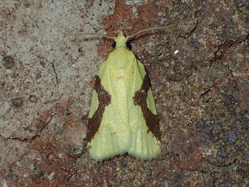 Aproned Cenopis Moth photo 4