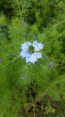 Nigella