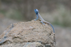 Pseudotrapelus jensvindumi