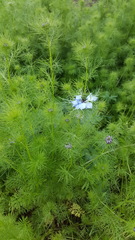 Nigella