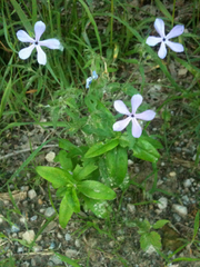 Phlox divaricata laphamii