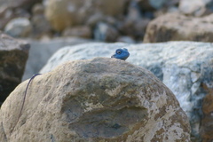 Pseudotrapelus jensvindumi