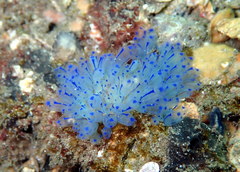 Clavelina australis