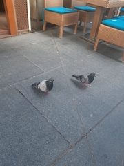 Columba livia domestica