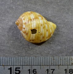 Tonna chinensis