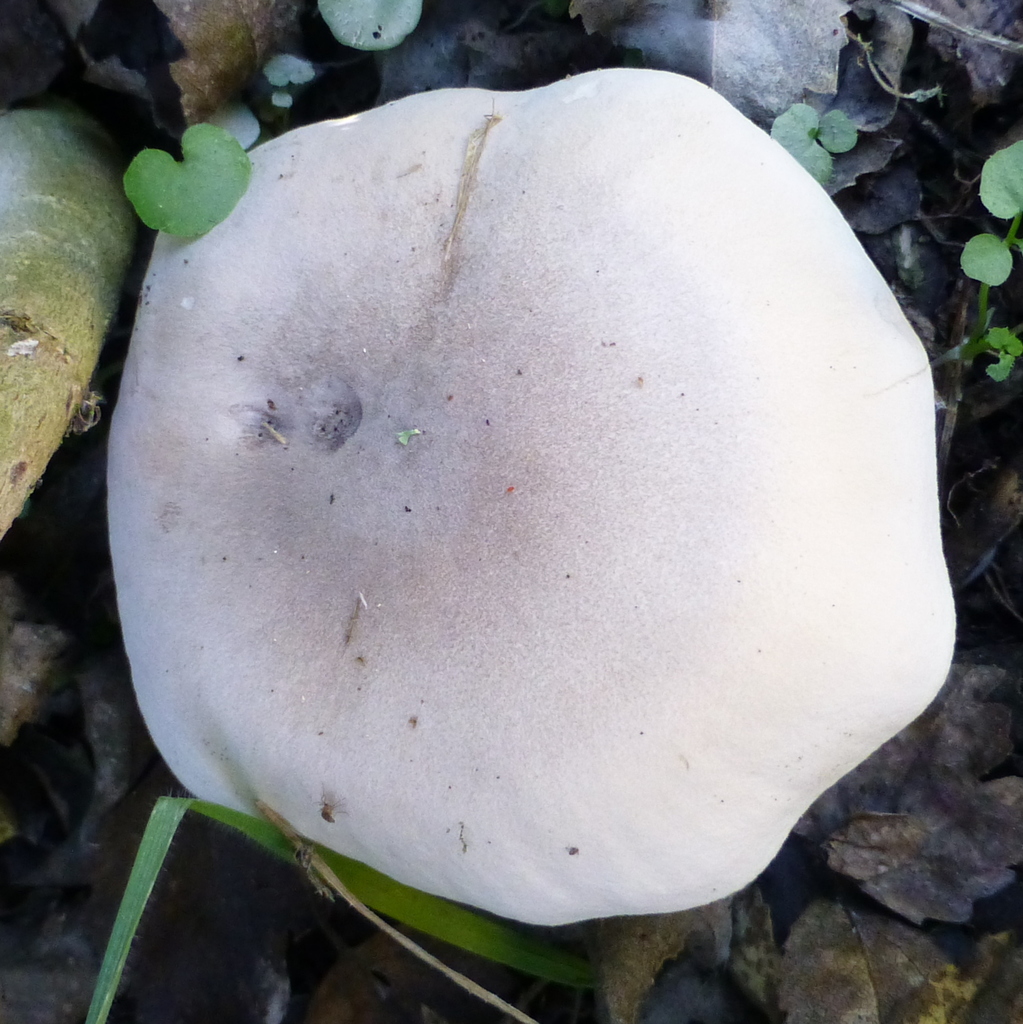 Common Gilled Mushrooms and Allies from Belfast, Christchurch, New