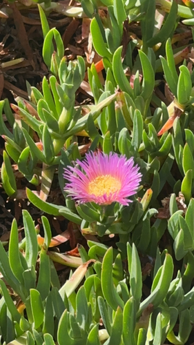 Carpobrotus chilensis
