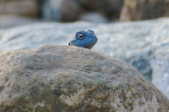 Pseudotrapelus jensvindumi