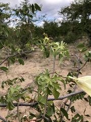 Distimake kentrocaulos