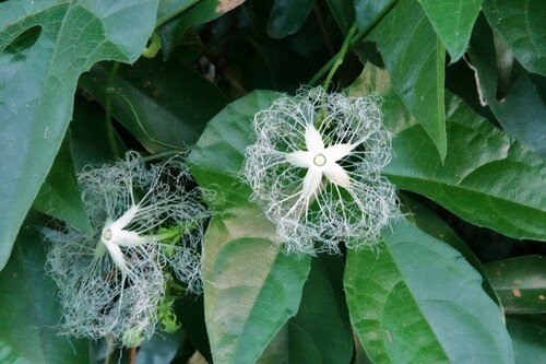 Trichosanthes pilosa Lour.