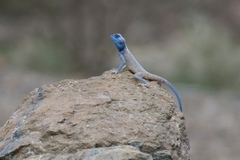 Pseudotrapelus jensvindumi