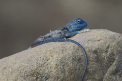 Pseudotrapelus jensvindumi