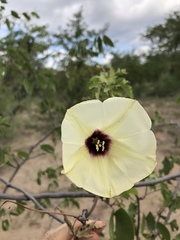 Distimake kentrocaulos