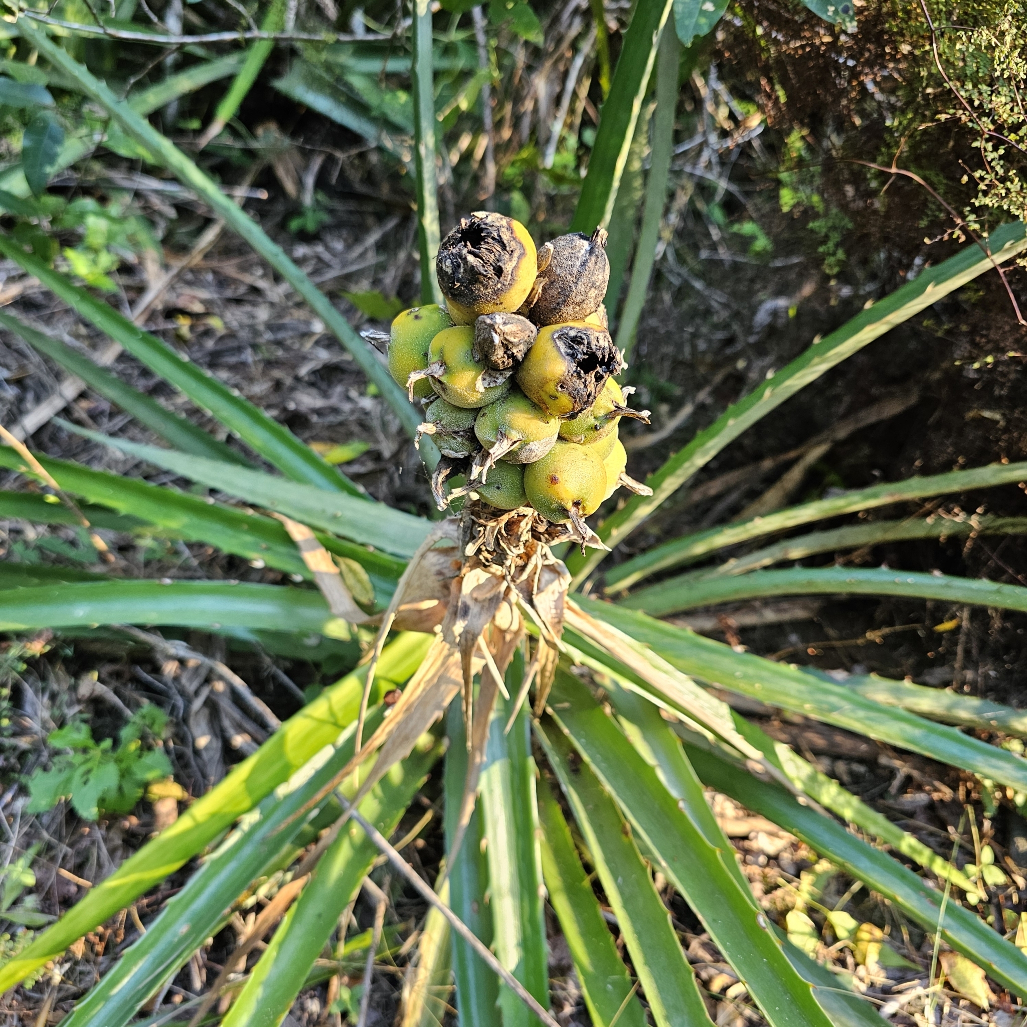Imagem de Caraguatá