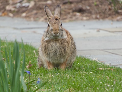 Eastern Cottontail photographed in Wisconsin