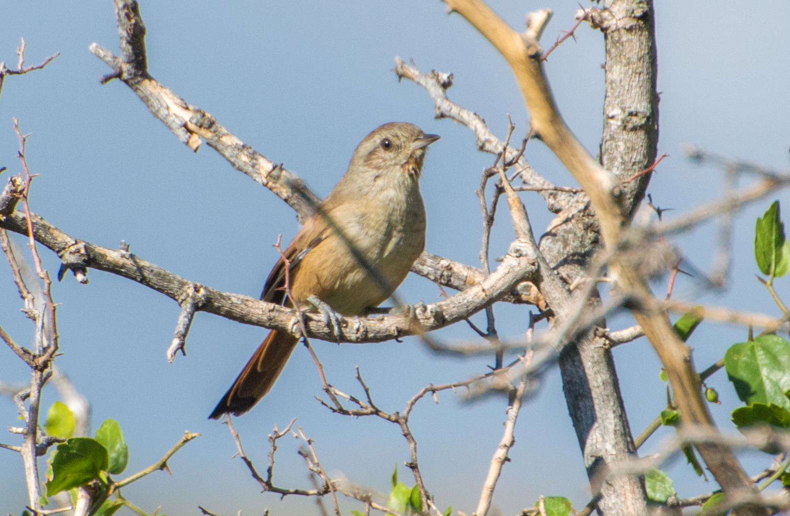 Short-billed Canastero (Asthenes baeri)