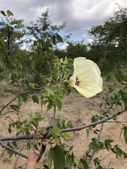 Distimake kentrocaulos