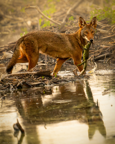 Coyote photographed in Florida