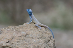 Pseudotrapelus jensvindumi