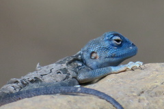 Pseudotrapelus jensvindumi