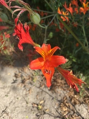 Alstroemeria ligtu