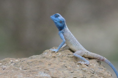 Pseudotrapelus jensvindumi