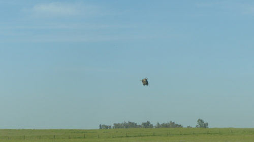 iNaturalist observation photo of Golden Eagle