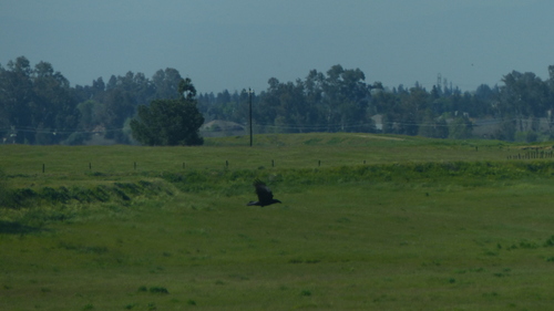iNaturalist observation photo of Common Raven