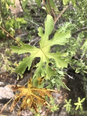 Distimake kentrocaulos