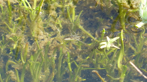 iNaturalist observation photo of Milky Backswimmers