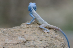 Pseudotrapelus jensvindumi