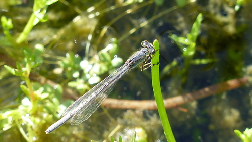 iNaturalist observation photo of Damselflies