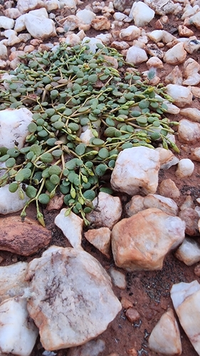 Portulaca cyclophylla