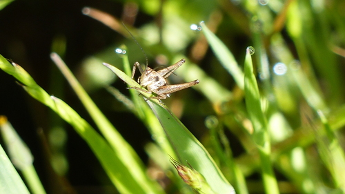 iNaturalist observation photo of Crickets