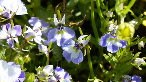 iNaturalist observation photo of Doublehorn Calicoflower
