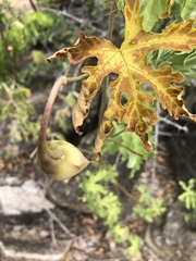 Distimake kentrocaulos