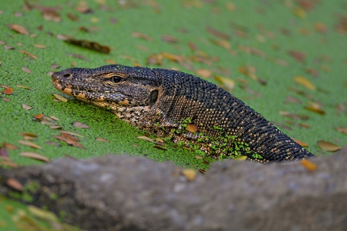 Common Water Monitor, photo 6 of 10