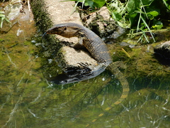 Common Water Monitor photo 4
