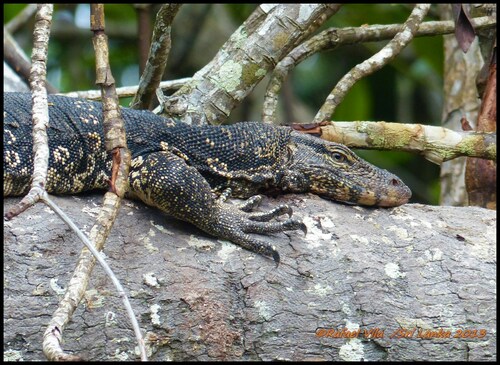Common Water Monitor, photo 5 of 10