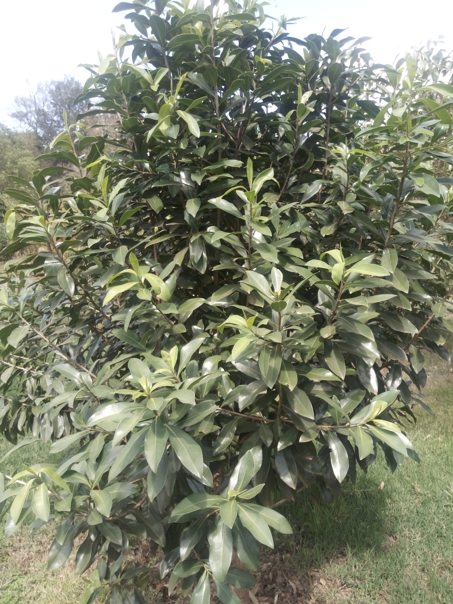 Imagem de Ariá