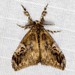Painted Pine Moth - Photo (c) Ian  McMillan, some rights reserved (CC BY-NC)
