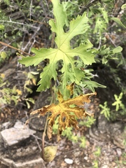 Distimake kentrocaulos