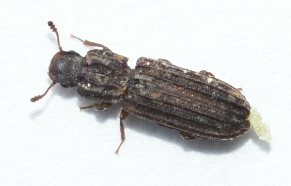Lasconotus tuberculatus