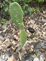 Opuntia cochenillifera